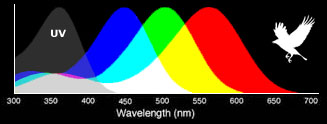 Bird eye wavelength sensitivity