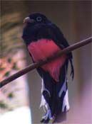 Trogon with UV/RGB channels reassigned